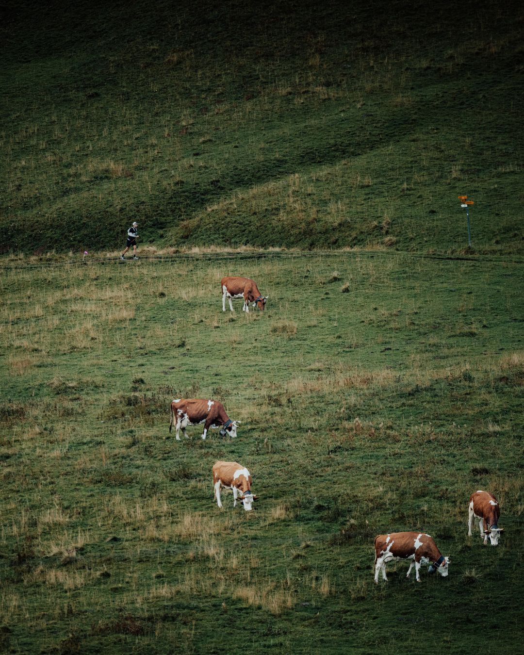 SwissPeaks Trail